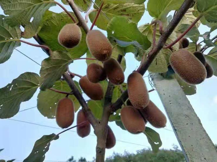 Z6·尊龙凯时「中国区」官方网站